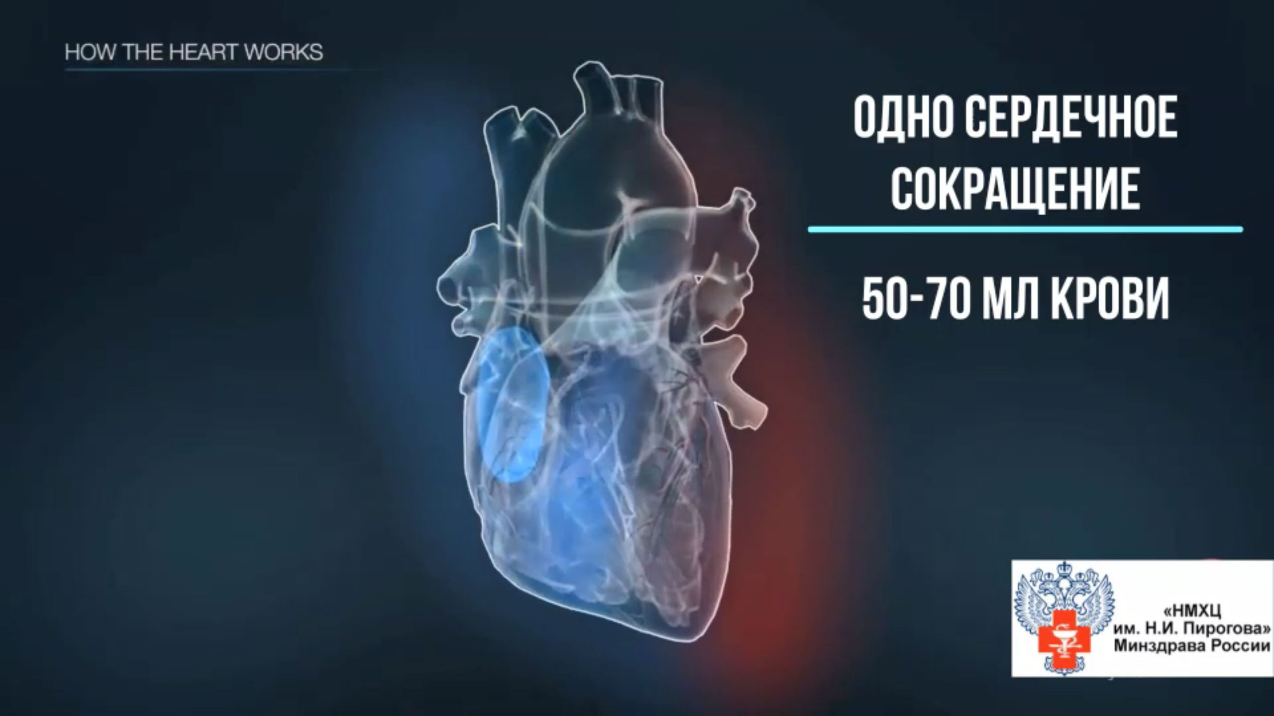 Явление поочередного сокращения кардиомиоцитов и их ассоциаций